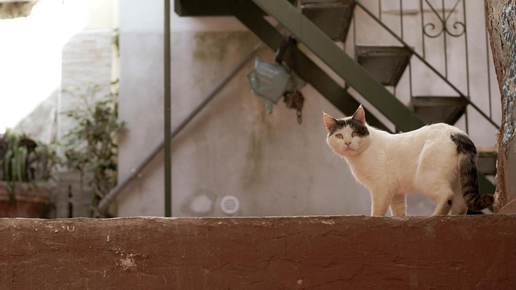 Apartament Casa Nel Borgo Dei Gatti Cetara Zewnętrze zdjęcie